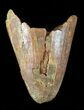 Cretaceous Fossil Crocodile (Elosuchus) Tooth - Morocco #48993-1